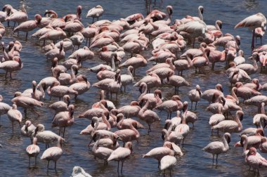 flamingo sürüsü