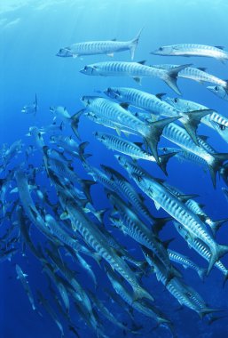 blackfin-barracuda balık sürüsü