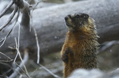 Marmot standing on hind legs clipart