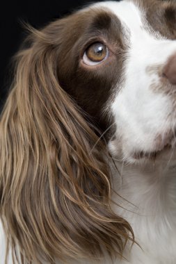 İngiliz sıçramak İspanyol