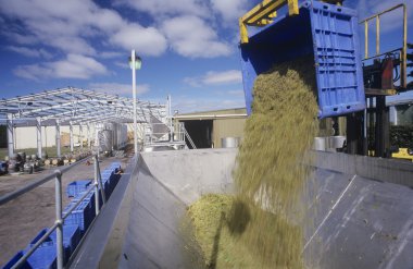 Şaraplık kırma için hazır