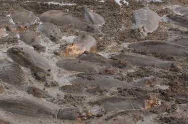 Hippopotamus Wallowing in River Mud clipart