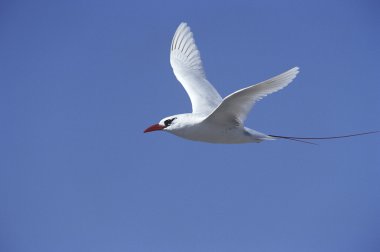 Red Tailed Tropicbird clipart