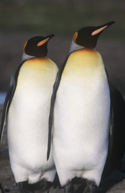 Kral yürüyen penguenler