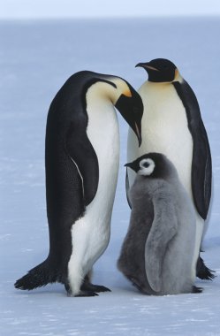 İmparator penguen aile