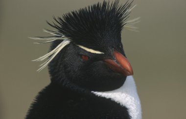 rockhopper pengueni