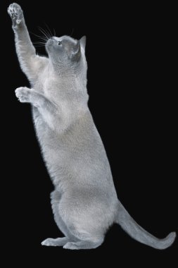 blauwe Birmese kat