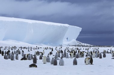 İmparator penguen kolonisi ve buzdağı