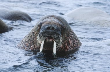 Walruse in water clipart