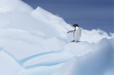 adeliae penguen
