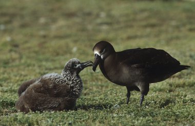 Black-Footed Albatross feeding nestling clipart