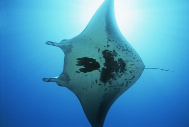 Manta ray clipart