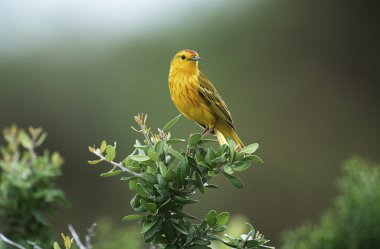 Bush tıraşlama ötleğen