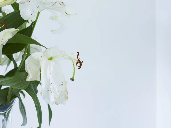 Wilting white lilies in vase — Stock Photo, Image