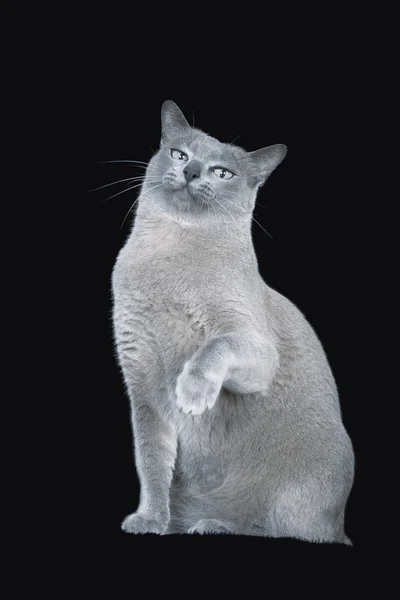 Blå burmese katt — Stockfoto