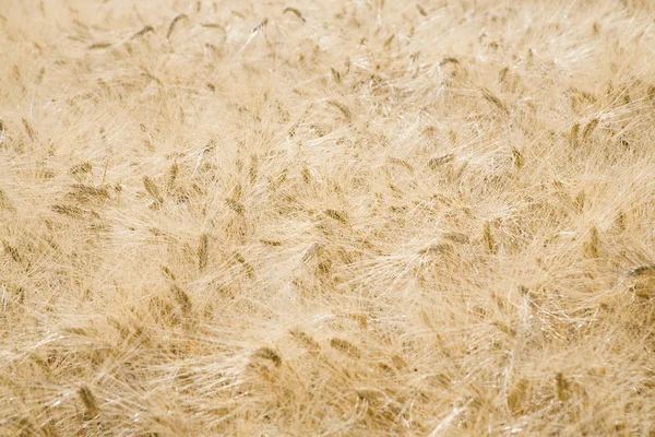 Campo di grano — Foto Stock