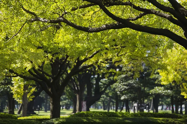 Distretto degli affari di Marunouchi — Foto Stock