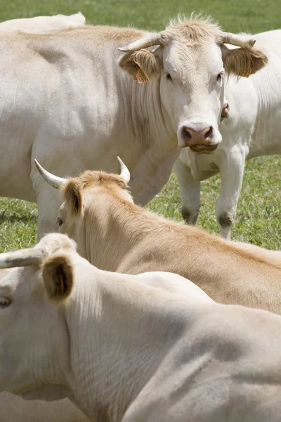 Vacche in campo — Foto Stock