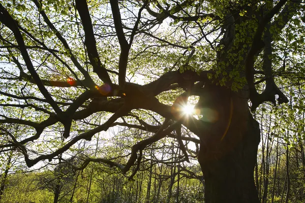 Soleil à travers les branches — Photo