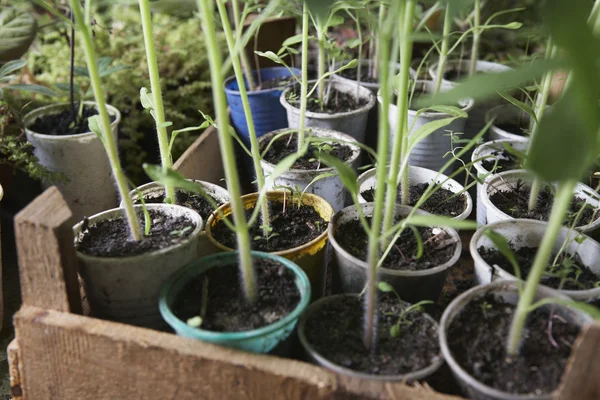 Potplanten — Stockfoto