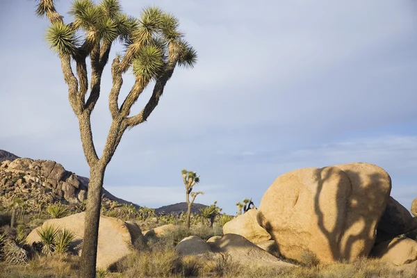 Joshua trees and rocks in desert — Stock Photo, Image