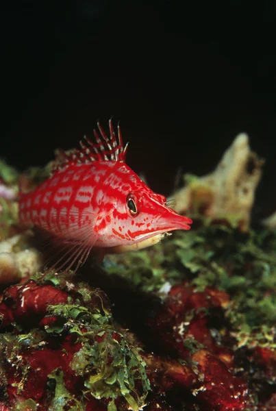 Longnose hawkfish — Stockfoto