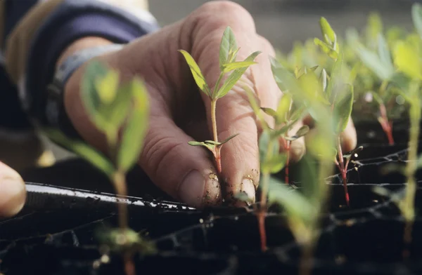 Hand aanplant zaailing — Stockfoto