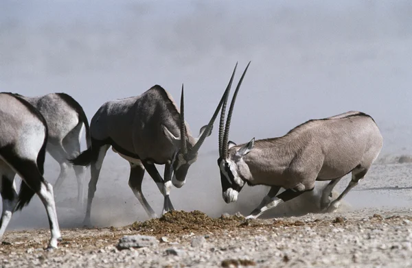 Gemsbok luchando — Foto de Stock