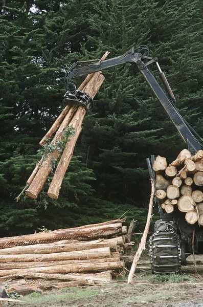 プランテーションで木材の伐採 — ストック写真