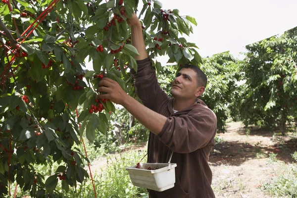 Homme Récolte des cerises — Photo