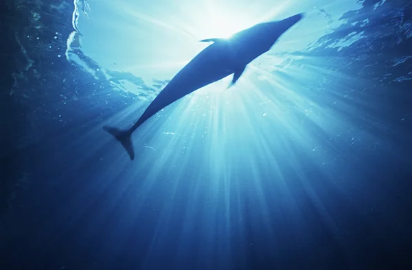 Delfín skákavý — Stock fotografie