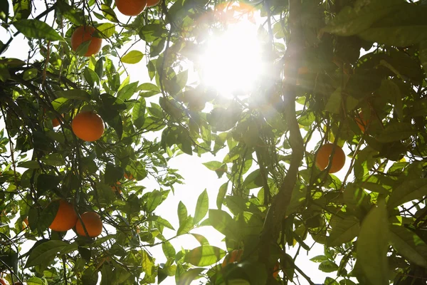 오렌지 나무 — 스톡 사진
