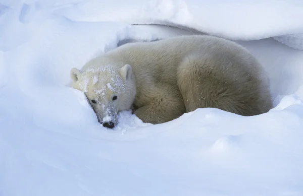 Orso polare sdraiato nella neve — Foto Stock