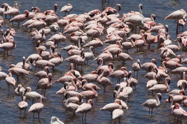 Kudde van flamingo — Stockfoto