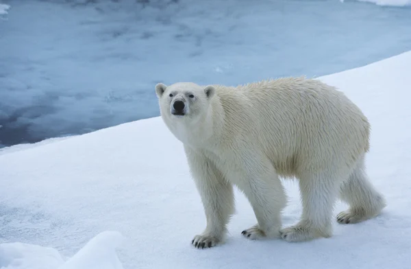 Lední medvěd na ledu — Stock fotografie