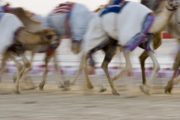 Верблюды, бегущие на верблюжьем ипподроме — стоковое фото