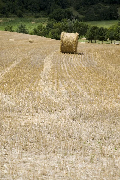 Hay bales in field — Stock Photo, Image