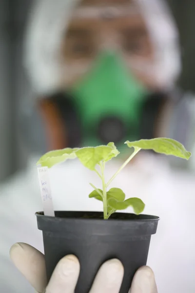 緑の鉢植えの植物 — ストック写真