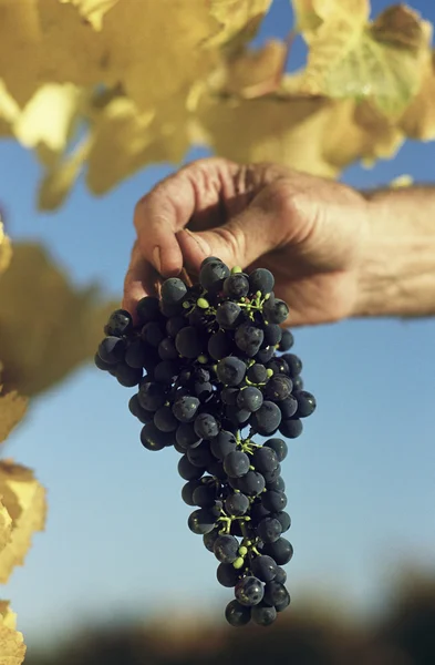 Man holding bunch of grapes — Stock Photo, Image