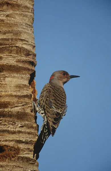 Gila Woodpecker on tree trunk — Stock Photo, Image