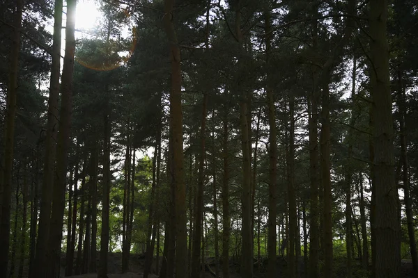 Träd i skogen — Stockfoto