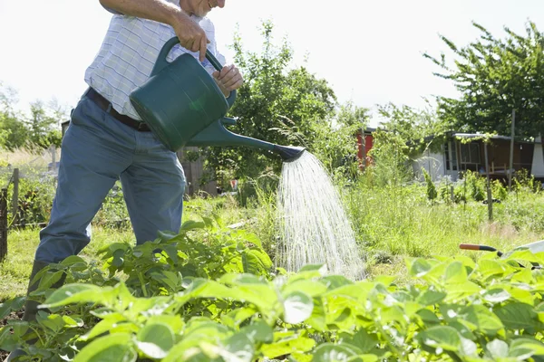 Man watering plants in garden — Stock Photo, Image