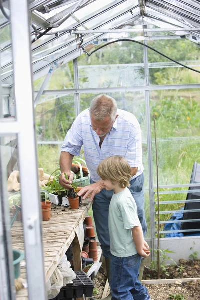 Boy planting flowers with grandfather — Stock Photo, Image