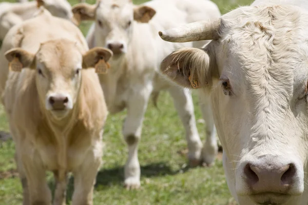 Cows in field — Stock Photo, Image