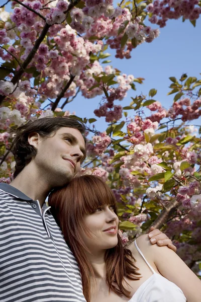 Casal sob uma árvore florescente — Fotografia de Stock