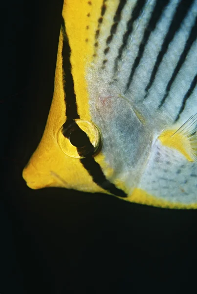 Plek-staart butterflyfish — Stockfoto