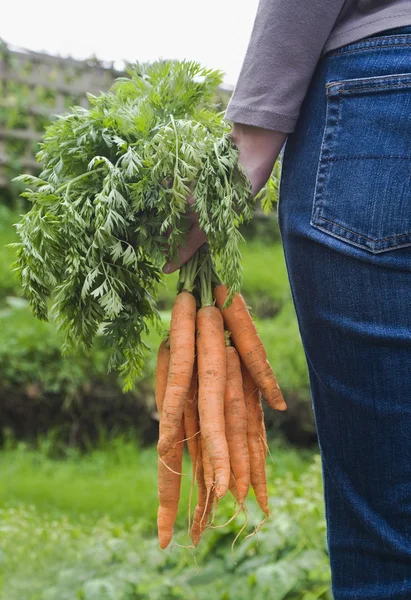 Mujer sosteniendo racimo de zanahorias — Foto de Stock