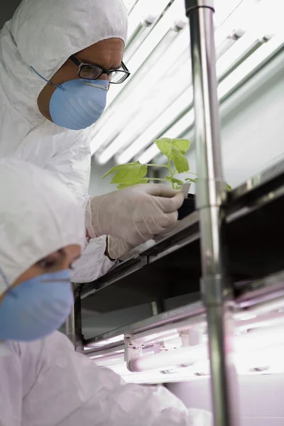 Trabalhadores em laboratório com planta — Fotografia de Stock