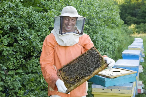 Apicultor Holding Honeycomb — Foto de Stock