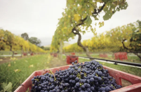 Uvas frescas colhidas em caixa — Fotografia de Stock